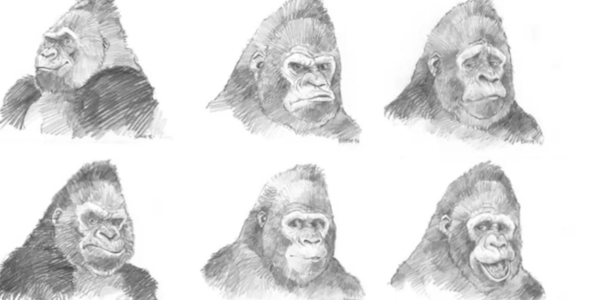 Six black and white sketches of a gorilla