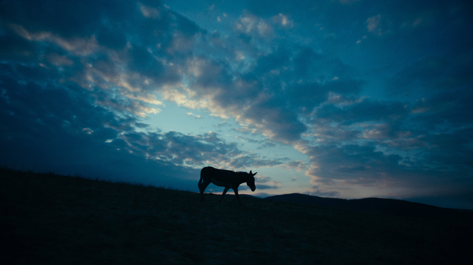 The silhouette of a donkey against a blue horizon