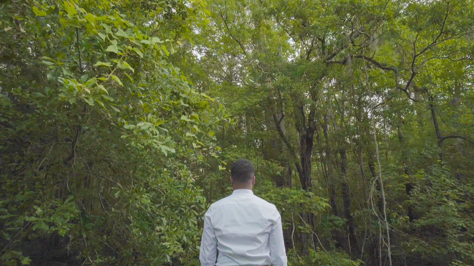 A man stands, back to camera, in front of an expansive green forest.