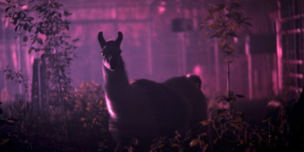 A llama looks at the camera surrounded by purple cloudy haze