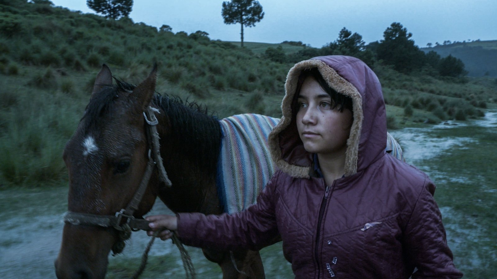 A young woman in a purple hooded coat leads a horse across a grassy terrain