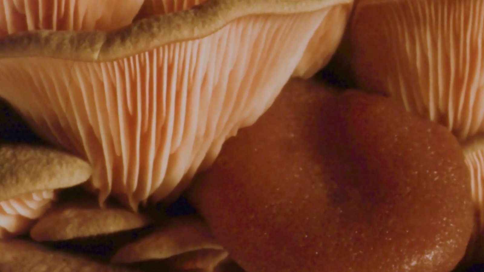 Extreme close-ups of brown mushrooms
